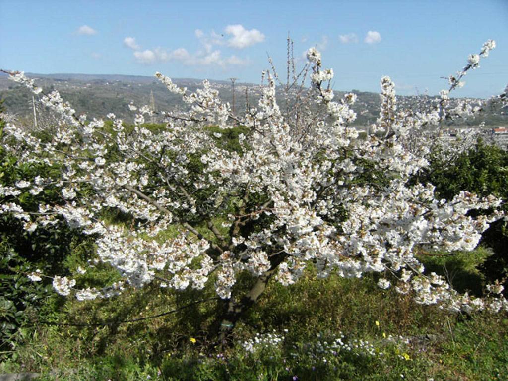 مبيت وإفطار جاري Baglio Delle Rose المظهر الخارجي الصورة