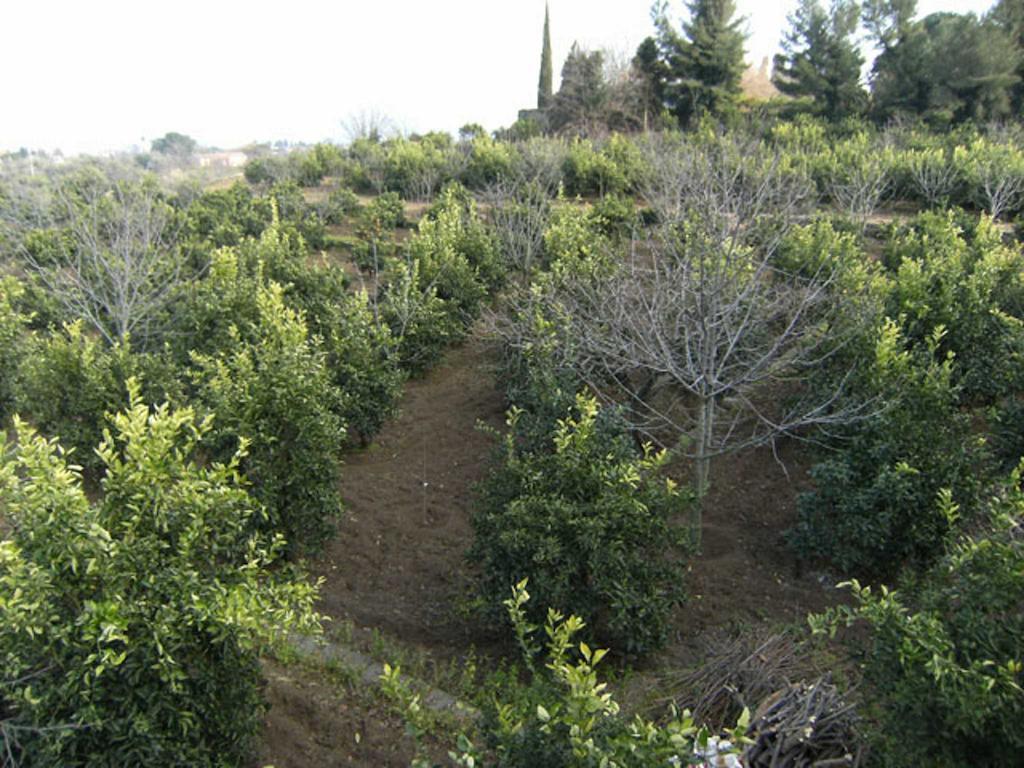 مبيت وإفطار جاري Baglio Delle Rose المظهر الخارجي الصورة