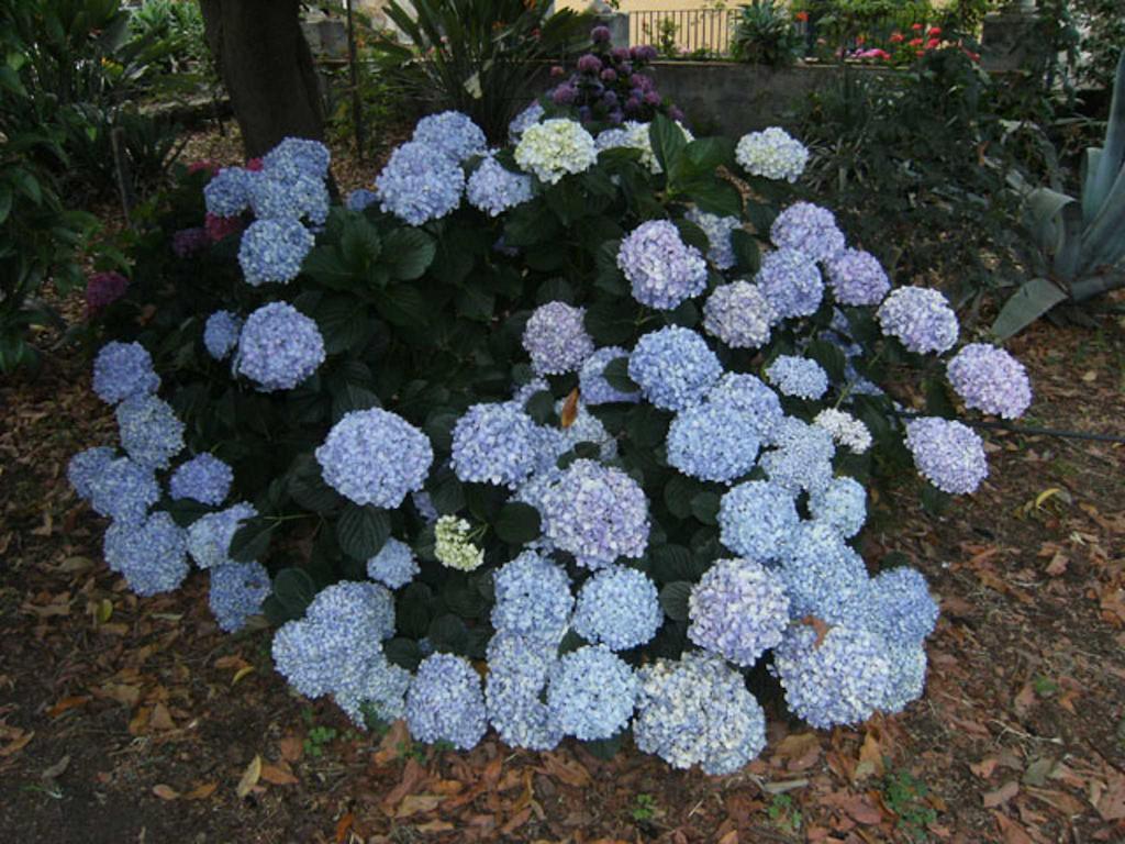 مبيت وإفطار جاري Baglio Delle Rose المظهر الخارجي الصورة