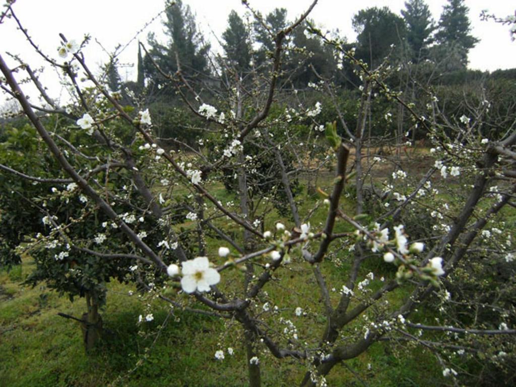 مبيت وإفطار جاري Baglio Delle Rose المظهر الخارجي الصورة